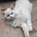 Persian Cat For Adoption