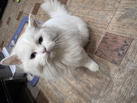 Riyadh, Pet Supplies, Persian Cat For Adoption