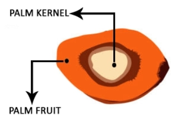 Gurgaon, Wholesale Products, The Unique And Best Quality Of Palm Is That It Produces Two Types Of Oil: Palm Oil And Pal