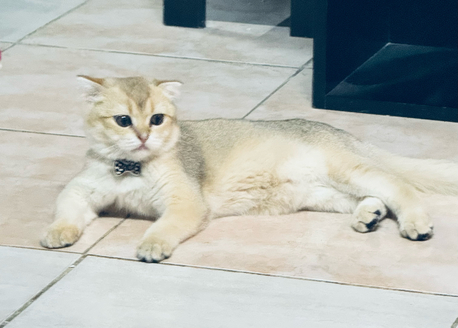 Al Ghadir, Pet Supplies, SAR 1,  Urgent Sale &ndash; Pure Scottish Fold Male Kitten (Golden Color)