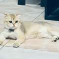SAR 1,  Urgent Sale &ndash; Pure Scottish Fold Male Kitten (Golden Color)