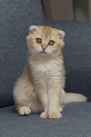 Al Ghadir, Pet Supplies, SAR 1,  Urgent Sale &ndash; Pure Scottish Fold Male Kitten (Golden Color)