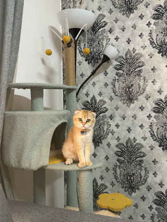 Al Ghadir, Pet Supplies, SAR 1,  Urgent Sale &ndash; Pure Scottish Fold Male Kitten (Golden Color)