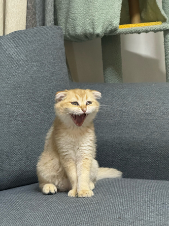 Al Ghadir, Pet Supplies, SAR 1,  Urgent Sale &ndash; Pure Scottish Fold Male Kitten (Golden Color)