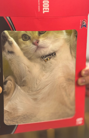 Al Ghadir, Pet Supplies, SAR 1,  Urgent Sale &ndash; Pure Scottish Fold Male Kitten (Golden Color)