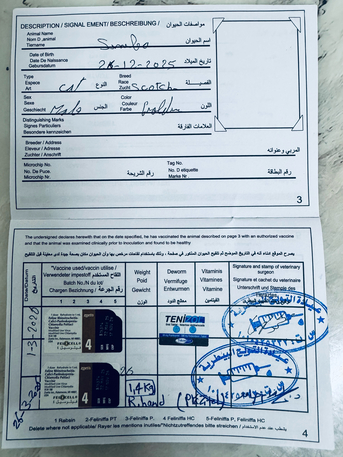 Al Ghadir, Pet Supplies, SAR 1,  Urgent Sale &ndash; Pure Scottish Fold Male Kitten (Golden Color)