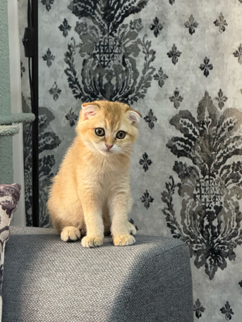 Al Ghadir, Pet Supplies, SAR 1,  Urgent Sale &ndash; Pure Scottish Fold Male Kitten (Golden Color)