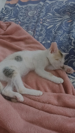 Riyadh, Pet Supplies, Adoption For 2 Kittens