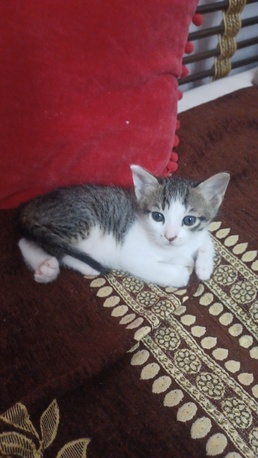 Riyadh, Pet Supplies, Adoption For 2 Kittens