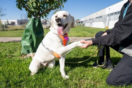 Goa, Pet Sitting, Make Your Dog Disciplined With Our Training - GlamPetz