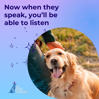 New York, Business, The Dog Wizard - Dog & Puppy Obedience Training Las Vegas