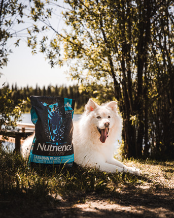 Mumbai, Pet Supplies, Best Dog Food For Large Breed Dogs Online