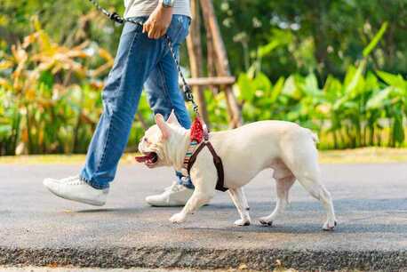 Visakhapatnam, Pet Sitting, Dog Walking Services In Visakhapatnam