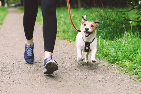 London, Pet Sitting, Reliable Dog Walking Services In Kensington &ndash; Trusted & Caring Walkers