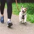 Reliable Dog Walking Services In Kensington &ndash; Trusted & Caring Walkers