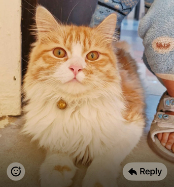 Al Malaz, Free Items, Good & Neet Family Persian Cat