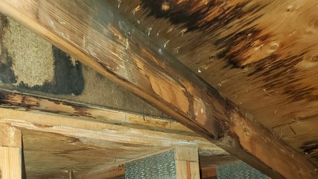 New York, Business, Mold In Your Attic? Poor Ventilation Could Be Destroying Your Home