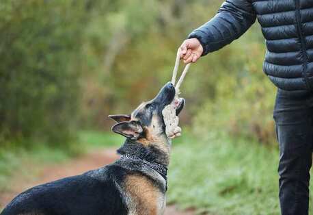 Jaipur, Pet Sitting, Dog Trainer In Ajmer