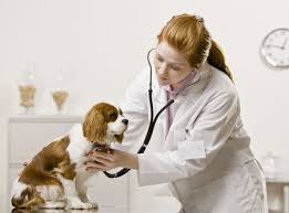 New York, Health, Expert Veterinary Care & OFA Testing Services
