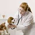 Expert Veterinary Care & OFA Testing Services