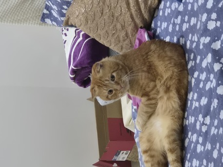 Jeddah, Pet Adoption, Half Scottish Fold Cat For Free Adoption