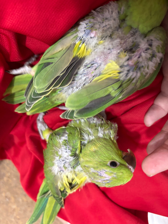 Jeddah, Pet Supplies, SAR 750,  Green Parrot Chick