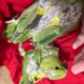 SAR 750,  Green Parrot Chick