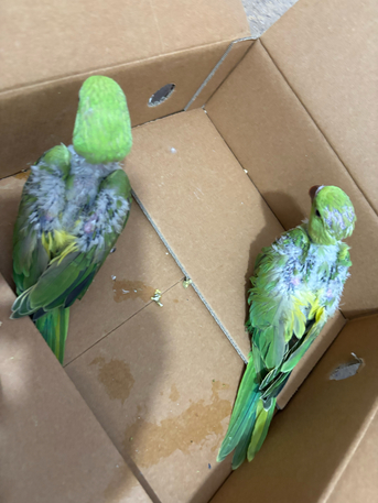 Jeddah, Pet Supplies, SAR 750,  Green Parrot Chick