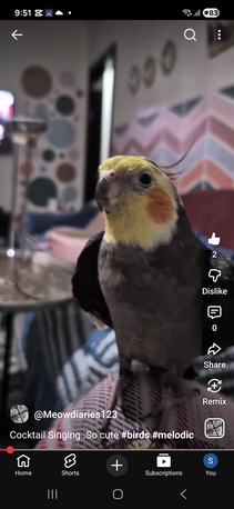 Riyadh, Pet Supplies, SAR 400,  Cocktail Bird - Male, Hand Tamed,