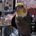 SAR 400,  Cocktail Bird - Male, Hand Tamed,