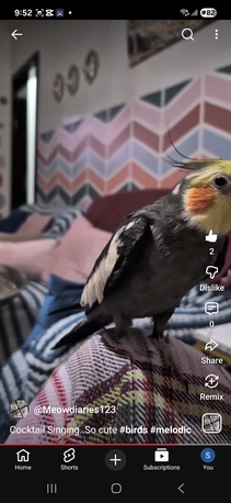 Riyadh, Pet Supplies, SAR 400,  Cocktail Bird - Male, Hand Tamed,