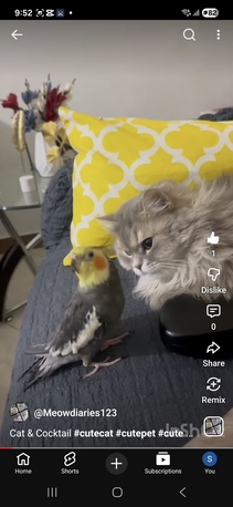 Riyadh, Pet Supplies, SAR 400,  Cocktail Bird - Male, Hand Tamed,