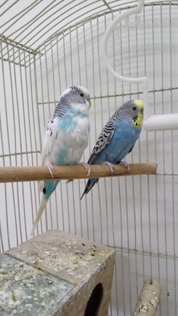 Dammam, Pet Supplies, SAR 130,  130sar Small Pair N 220sar Big Pair