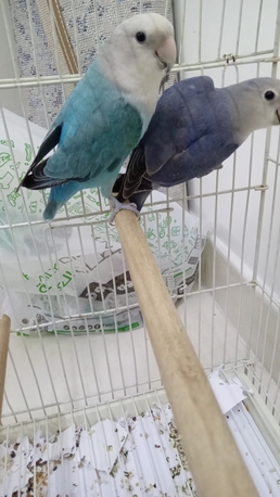 Dammam, Pet Supplies, SAR 130,  130sar Small Pair N 220sar Big Pair