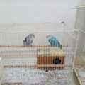 SAR 220,  Pair Love Bird Ready To Breed 220sar