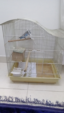 Dammam, Pet Supplies, SAR 130,  130sar Small Pair N 220sar Big Pair