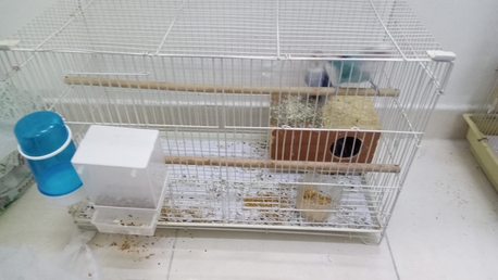 Dammam, Pet Supplies, SAR 130,  130sar Small Pair N 220sar Big Pair