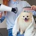 Goa's Pet Grooming That Keeps Pets Healthy And Fresh
