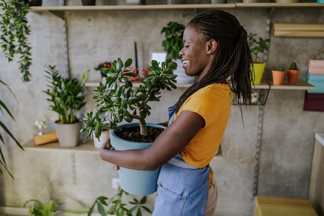 Sydney, Household Items, Faux Plants Indoor