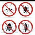 ➡️PROFESSIONAL PAKISTANIALL TYPES PEST CONTROL SOLUTIONWITHGUARANTEED6MONTHS 050-3175078