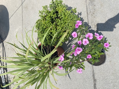 Juffair, Farm & Garden, BHD 6,  Plants For Sale