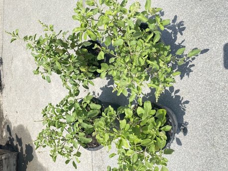 Juffair, Farm & Garden, BHD 6,  Plants For Sale