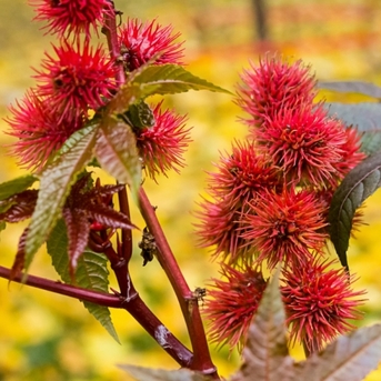 New York, Health, Immune Boosting Essential Oils For Daily Wellness