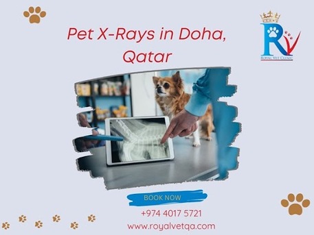 Doha, Pet Sitting, Quick Pet X-Ray Services In Doha, Qatar Trusted Vets