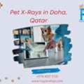 Quick Pet X-Ray Services In Doha, Qatar Trusted Vets