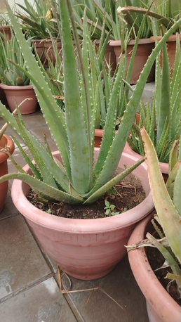 Jeddah, Farm & Garden, SAR 75,  Alovera Plant، صبار كامل مع حوت