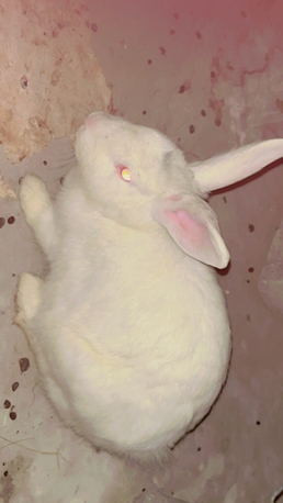 Dammam, Pet Supplies, SAR 100,  Rabbits ????