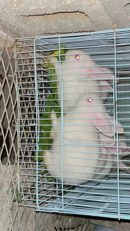 Dammam, Pet Supplies, SAR 100,  Rabbits ????