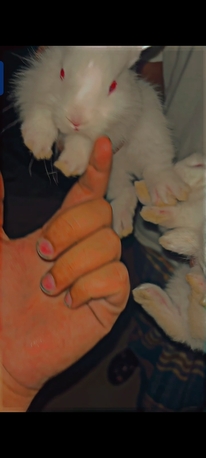 Dammam, Pet Supplies, SAR 100,  Rabbits ????