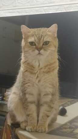 Khobar, Pet Adoption, I Am Looking For A Loving Home For My 5-year-old British Shorthair Cat